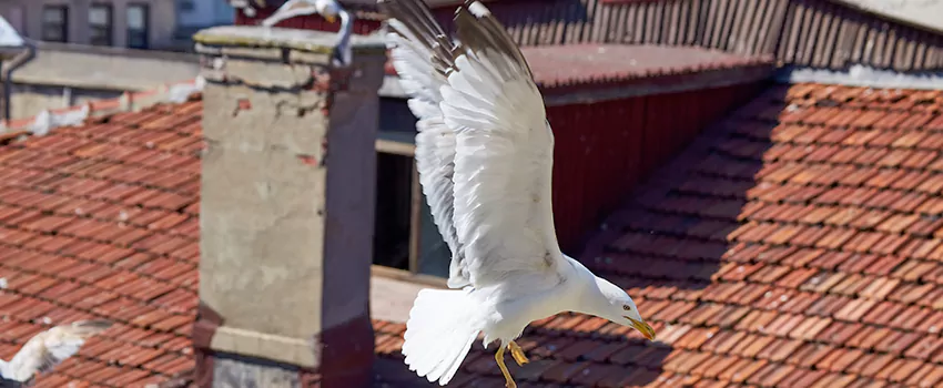 Residential Chimney Animal Removal Solution in Eggertsville, NY