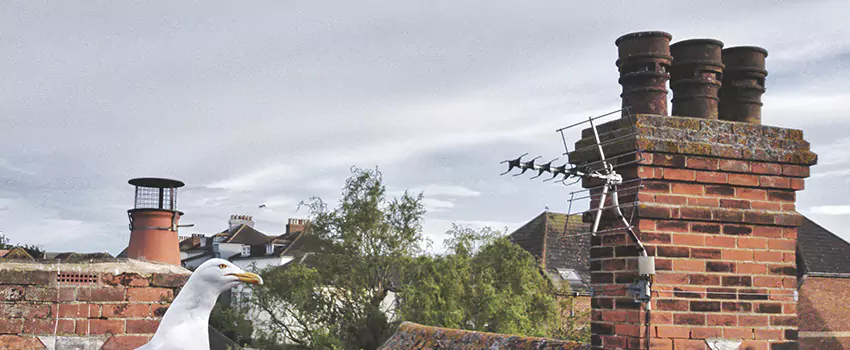 Chimney Cleaning And Restoration in Eggertsville, New York
